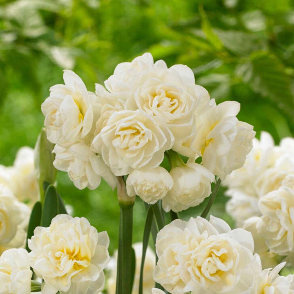 Narciss 'Erlicheer'